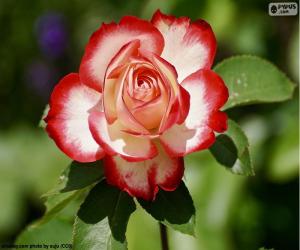 Puzzle Κόκκινο και λευκό τριαντάφυλλο
